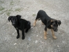 Dogs (Fagaras Mountains)