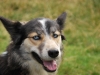Shewolf (Fagaras Mountains)