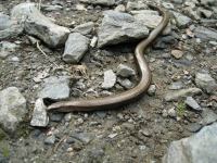 Snake (Fagaras Mountains)
