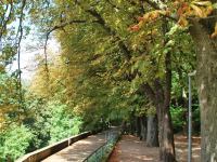 Trees (Freiburg, Germany)