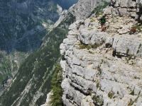 Cris on cliffs (Triglav Nat. Park, Slovenia) 
