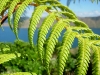 classy-fern-maud-island_resize