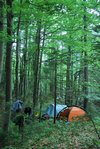 Campsite amongst the trees (Triglav Nat
