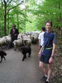 Julian and sheep (Feiburg, Germany) resize