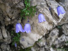 Little blue flowers (Salewa Klettersteig, Oberjoch, Germany) resize