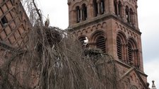 Storks in Munster (France) resize