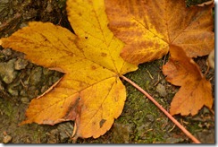 Autumn colours (Black Forest)