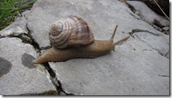 Faster than a speeding snail (Croatia)