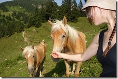 Nice horses (Walk up Litnisschrofen July 2013)