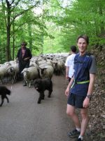 Julian and sheep (Feiburg, Germany)