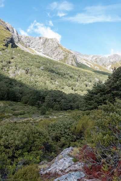 Entering the bush (Avalanche Crow Tramp April 2021)