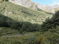 Entering the bush (Avalanche Crow Tramp April 2021)