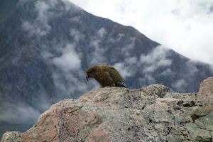 Kea on the rock (Ball Pass Dec 2013)