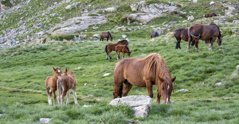 Wild horses in hills around the hut (Cabana Sorda June 2025)