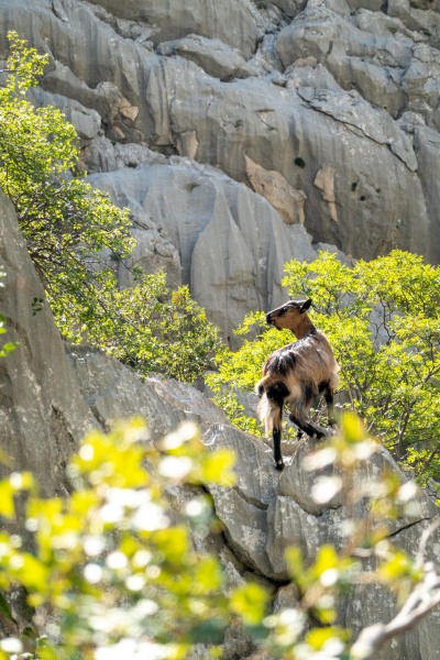 Goat climbers (Climbing Croatia Oct 2022)