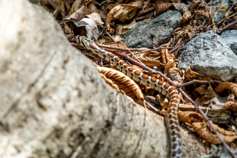 Snake climbers (Climbing Croatia Oct 2022)