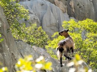 Goat climbers (Climbing Croatia Oct 2022)