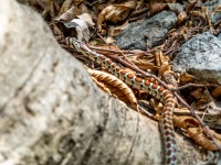 Snake climbers (Climbing Croatia Oct 2022)