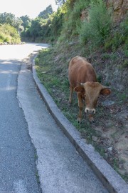 Cow (Corsica)