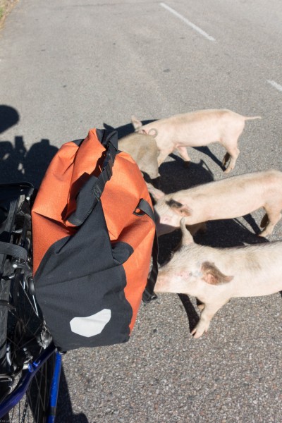 More little pigs (Corsica)