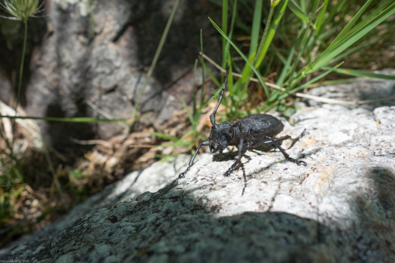 Mr Beetle 2 (Corsica)