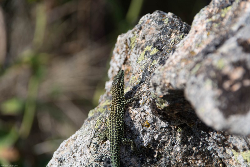 Mr Lizard (Corsica)