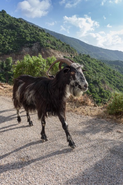 Mr goat (Corsica)