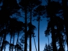 Camping amongst the pines (Corsica)