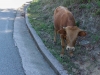 Cow (Corsica)