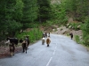 Image 1264 (D147, Asco, Haute-Corse, Corsica)