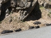 Little pig, little pig (Corsica)