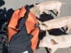 More little pigs (Corsica)