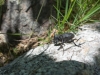 Mr Beetle 2 (Corsica)