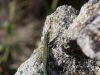 Mr Lizard (Corsica)
