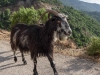 Mr goat (Corsica)