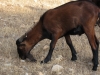 A goat (Mallorca)