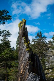 A stump (Cycle Touring Norway 2016)