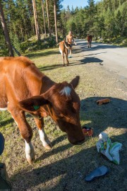 Attack of the calves (Cycle Touring Norway 2016)