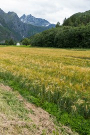 Field (Cycle Touring Norway 2016)