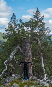 Leonie being a tree giant (Cycle Touring Norway 2016)