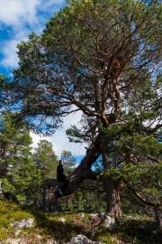 Leonie riding a tree 2 (Cycle Touring Norway 2016)