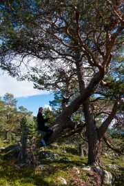 Leonie riding a tree 3 (Cycle Touring Norway 2016)