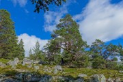 Leonie riding a tree (Cycle Touring Norway 2016)