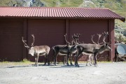 Rudolphs hanging about (Cycle Touring Norway 2016)