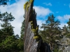 A stump (Cycle Touring Norway 2016)
