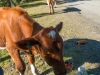 Attack of the calves (Cycle Touring Norway 2016)