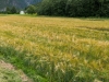 Field (Cycle Touring Norway 2016)
