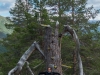 Leonie being a tree giant (Cycle Touring Norway 2016)