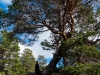 Leonie riding a tree 2 (Cycle Touring Norway 2016)
