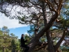 Leonie riding a tree 3 (Cycle Touring Norway 2016)